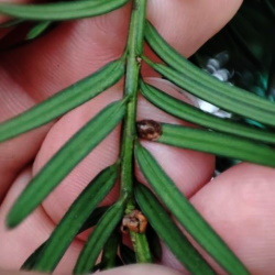 Parthenolecanium pomeranicum